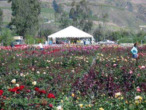 roseday2.jpg
