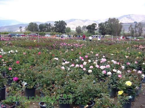 roseday4.jpg