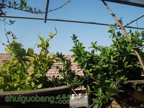 Ƭ 043.jpg