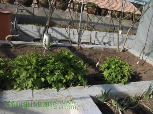 Ƭ 045.jpg