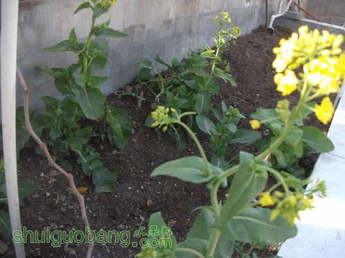 Ƭ 047.jpg