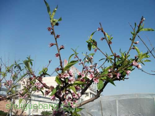 Ƭ 050.jpg