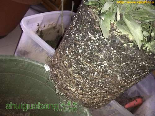 ��˿�ĺŸ�ϵ С2�����趼����