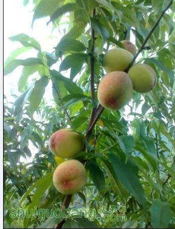 广西桂林四月红桃子