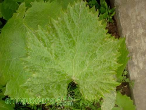 Ƭ-1044.jpg