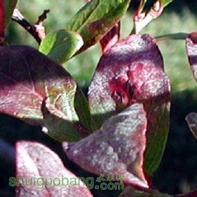 Powdery mildew2.JPG