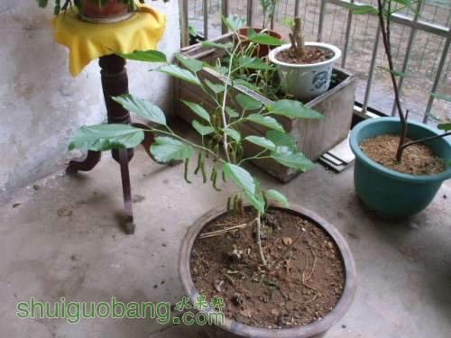 Ƭ 024.jpg