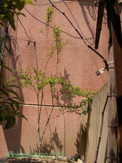 DSCN6942.JPG