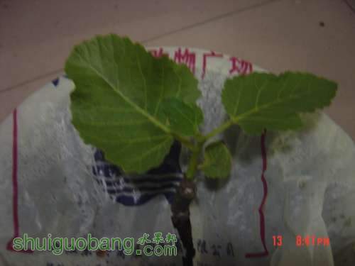 DSC08134.JPG
