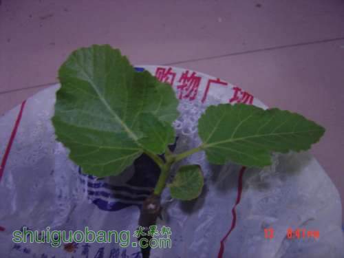 DSC08135.JPG