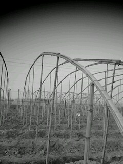 picture_02130.jpg