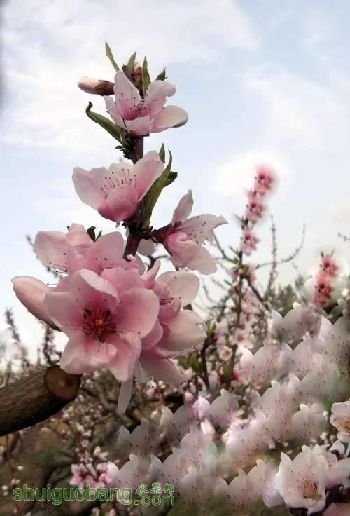 DSCF4913.jpg