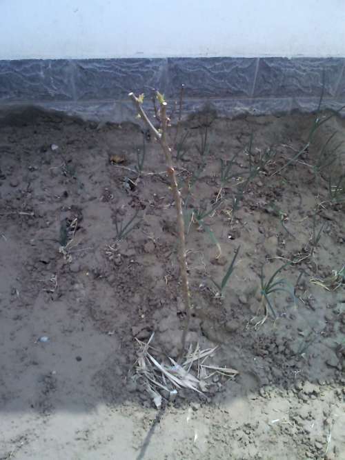 YP20130420132438.jpeg