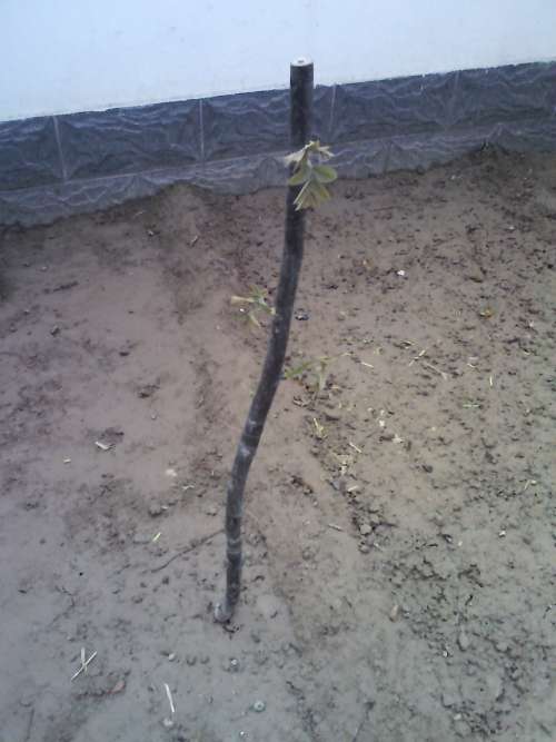 YP20130420121339.jpeg