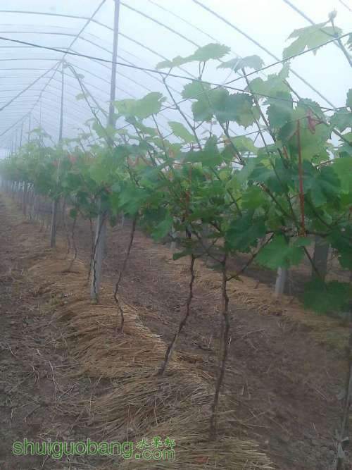 �ĺ�1.jpg