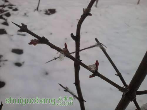 ʯѿ