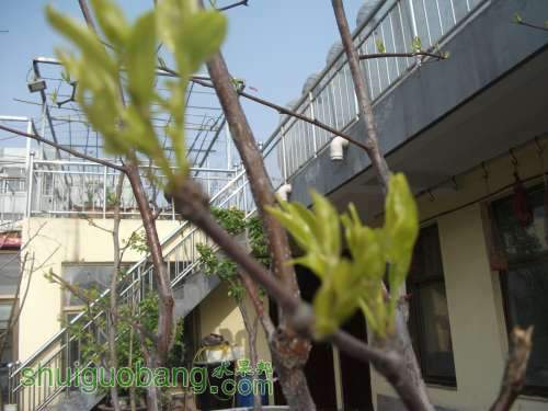 Ƭ 008.jpg