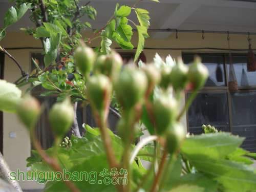 Ƭ 018.jpg