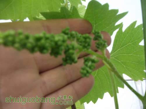 Ƭ 041.jpg