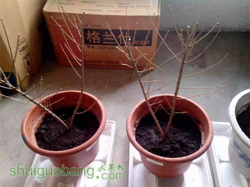 今年三月份刚买的蓝莓,都活了,不知道真假,请高