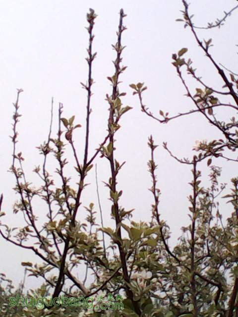 IMG0030A.jpg