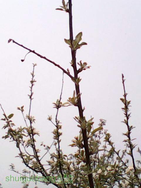 IMG0031A.jpg