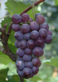 psb (1).jpg