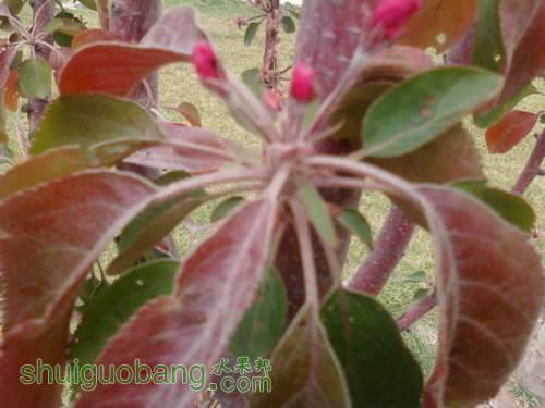 Ƭ-0299.jpg
