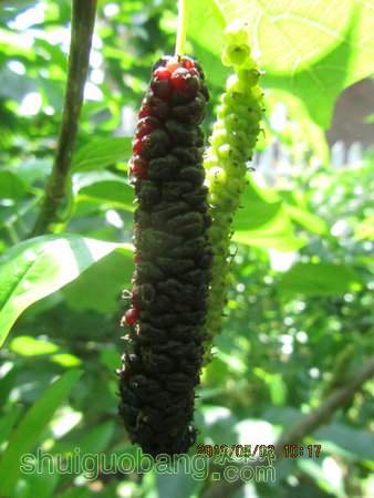 IMG_5334.JPG
