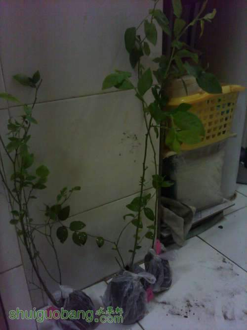 IMG_20130502_190339_0.jpg