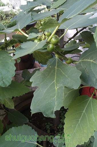 IMAG0092.jpg