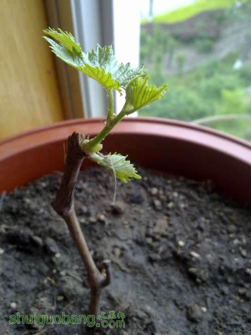 20120522181.jpg