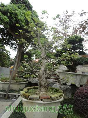 DSC00980.jpg