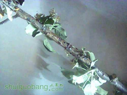 ͼƬ 009.jpg