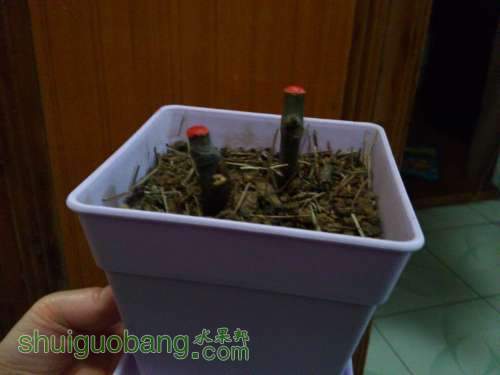 ������С DSC_0392.JPG