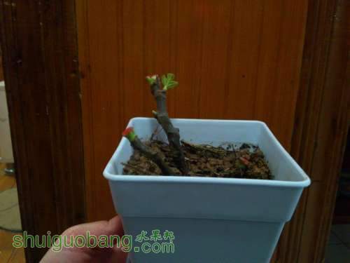 ������С DSC_0393.JPG