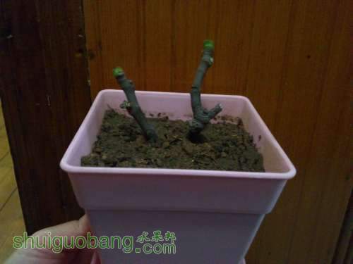 ������С DSC_0395.JPG
