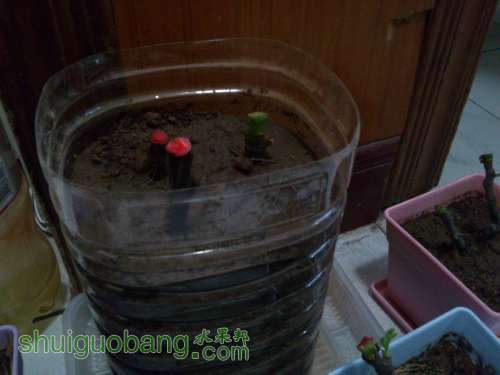 ������С DSC_0396.JPG