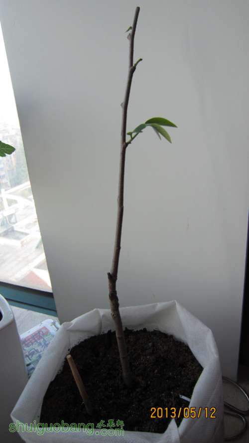 番荔枝长得挺让人欣慰的 - 番荔枝(释迦) - 水果邦农人之家