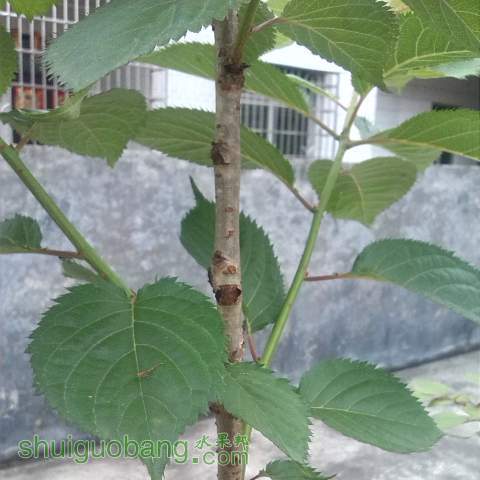 IMG_20130512_094302_mh000.jpg