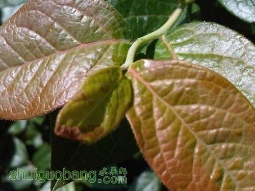 IMG03755-20130512-0926.jpg