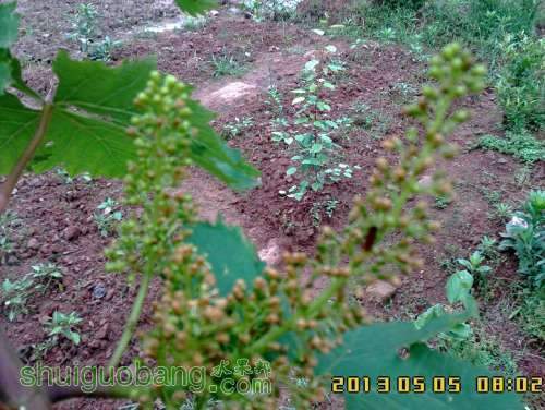 IMG01215-.JPG