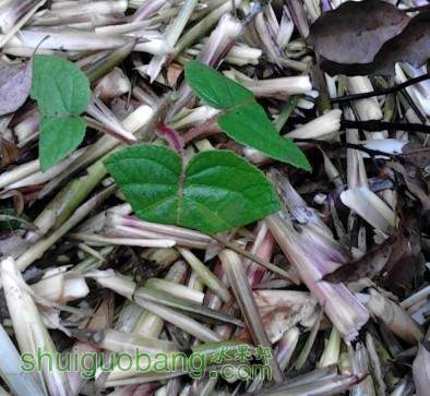 5����Ѯ��ֲ����