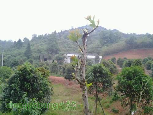 ڼ޽ӵ