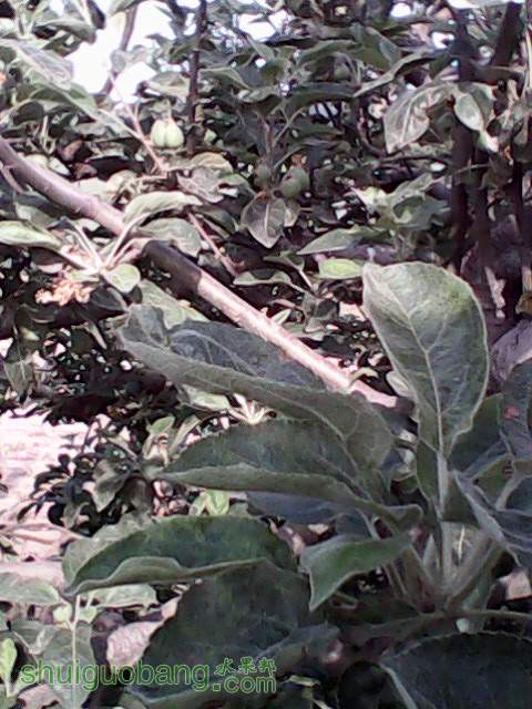 IMG0050A.jpg