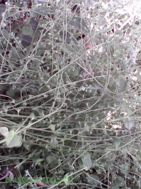 IMG0051A.jpg
