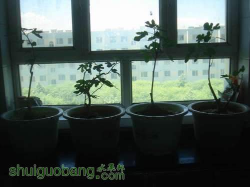 ������С DSC00615.JPG