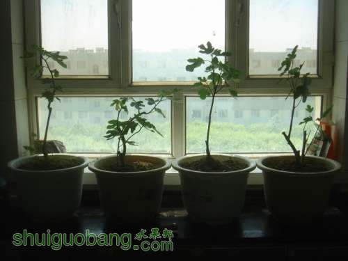 ������С DSC00667.JPG