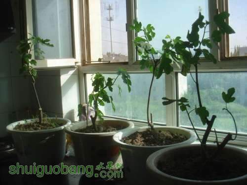 ������С DSC00785.JPG