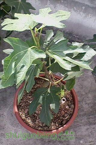 IMG0162A.jpg